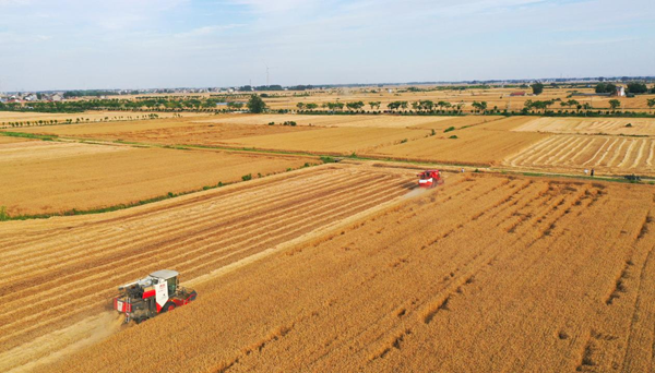 安徽泗县：175万亩小麦开镰收割，机收会战确保颗粒归仓